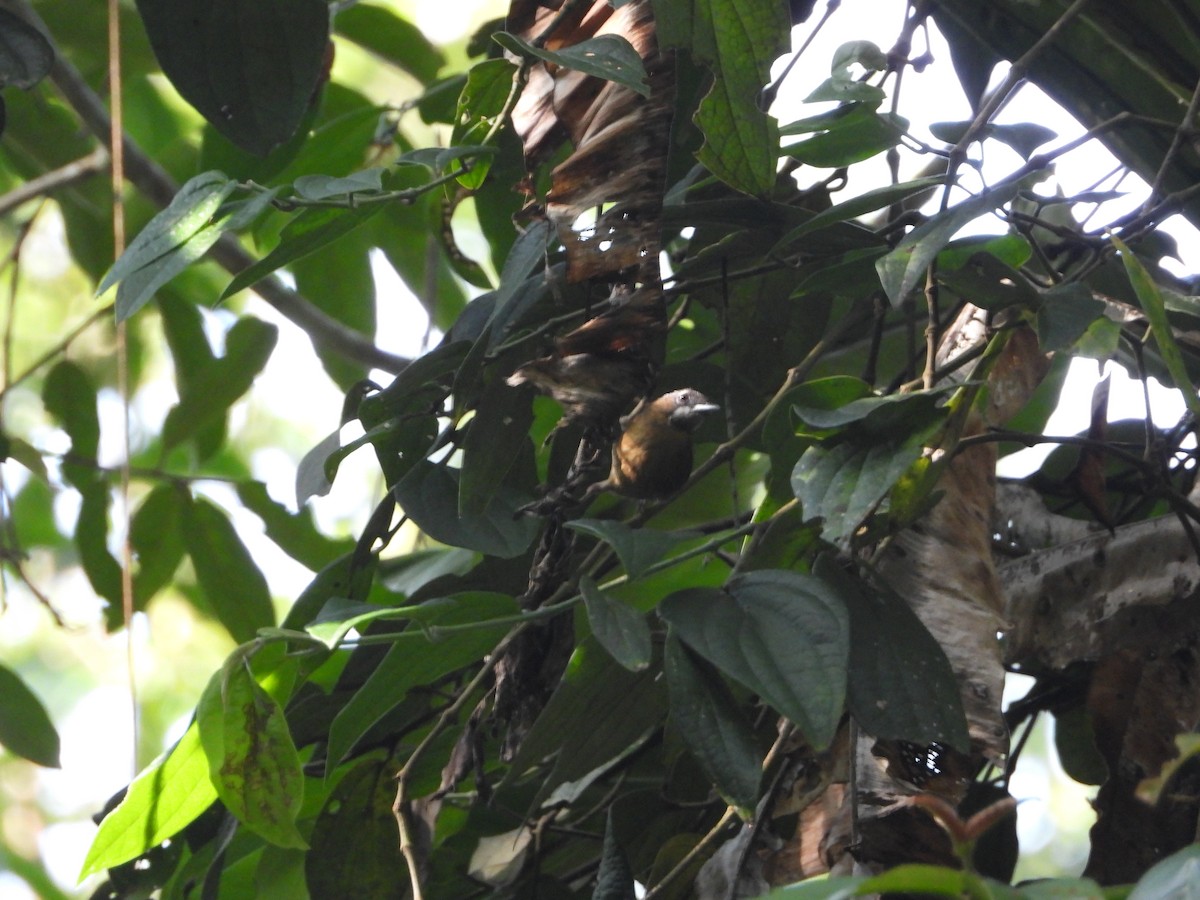 Gray-throated Babbler - ML445618431