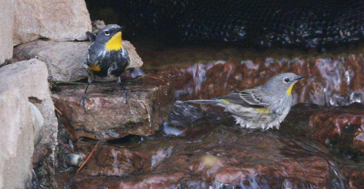 Yellow-rumped Warbler (Audubon's) - ML445619181