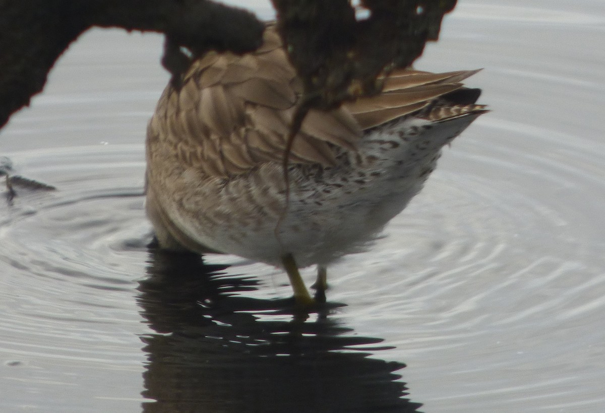 Long-billed Dowitcher - ML44562431