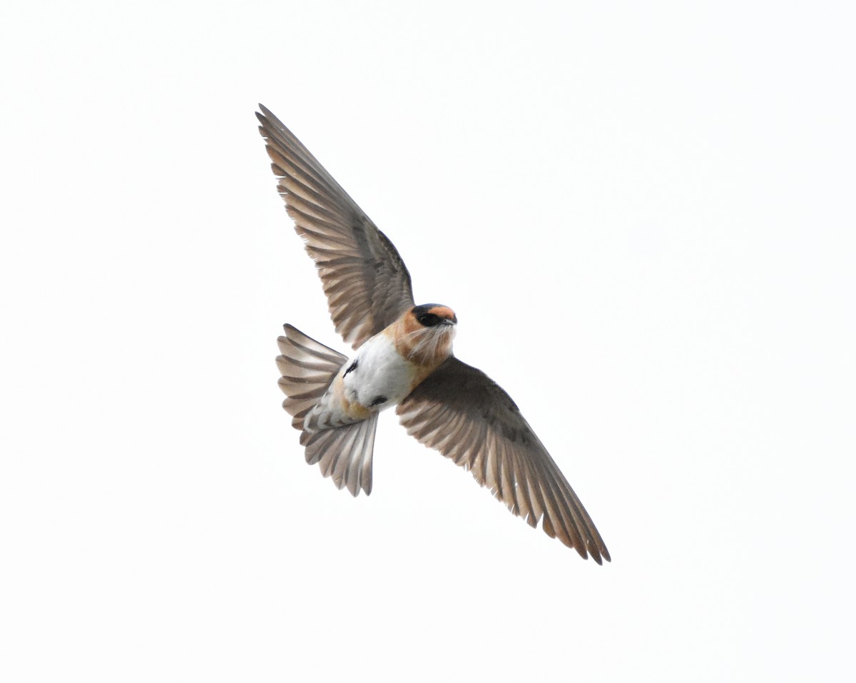 Cave Swallow - ML445631771