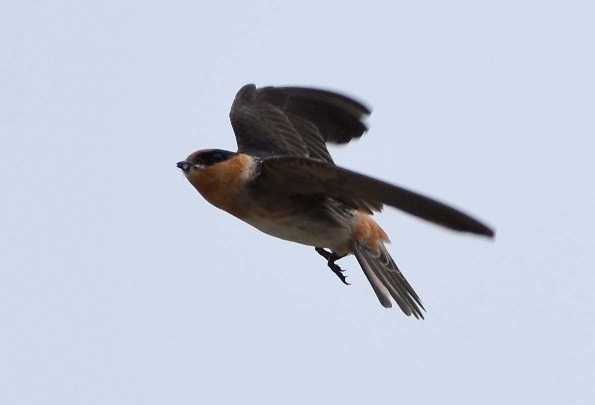 Cave Swallow - ML445631971