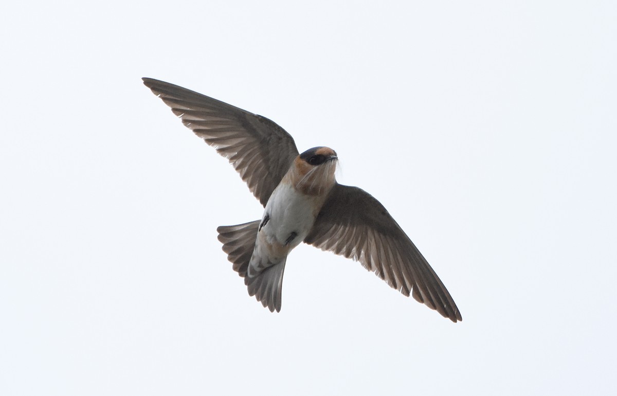 Cave Swallow - ML445632071
