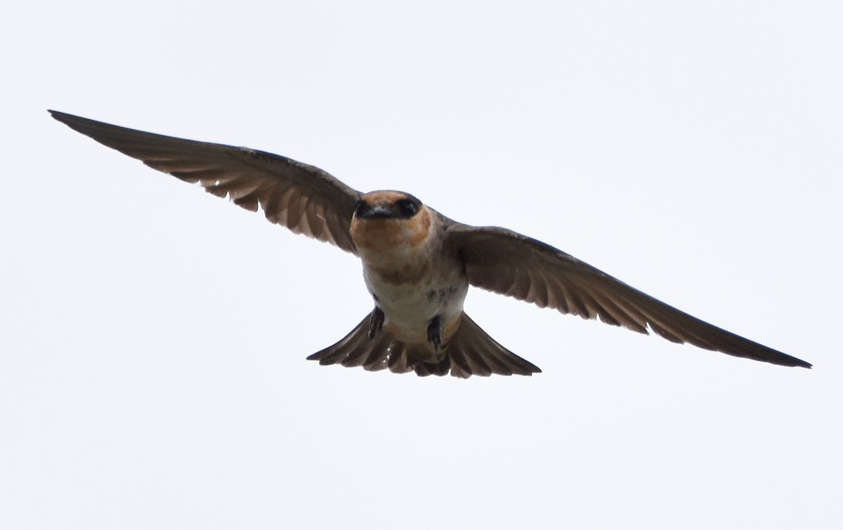 Cave Swallow - ML445632081