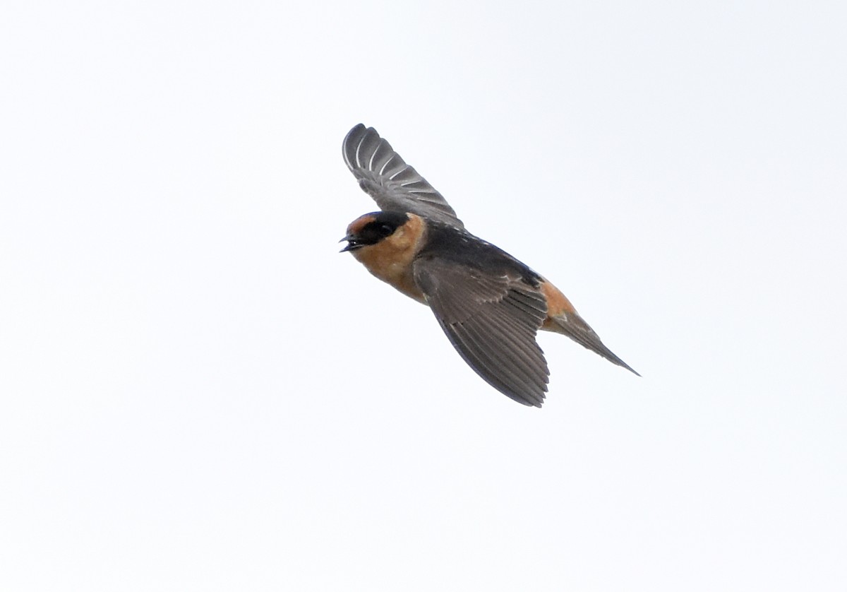 Cave Swallow - ML445632171