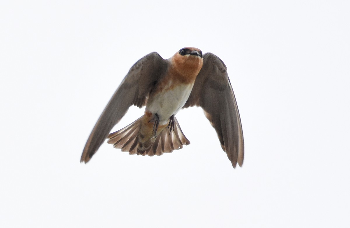 Cave Swallow - ML445632191