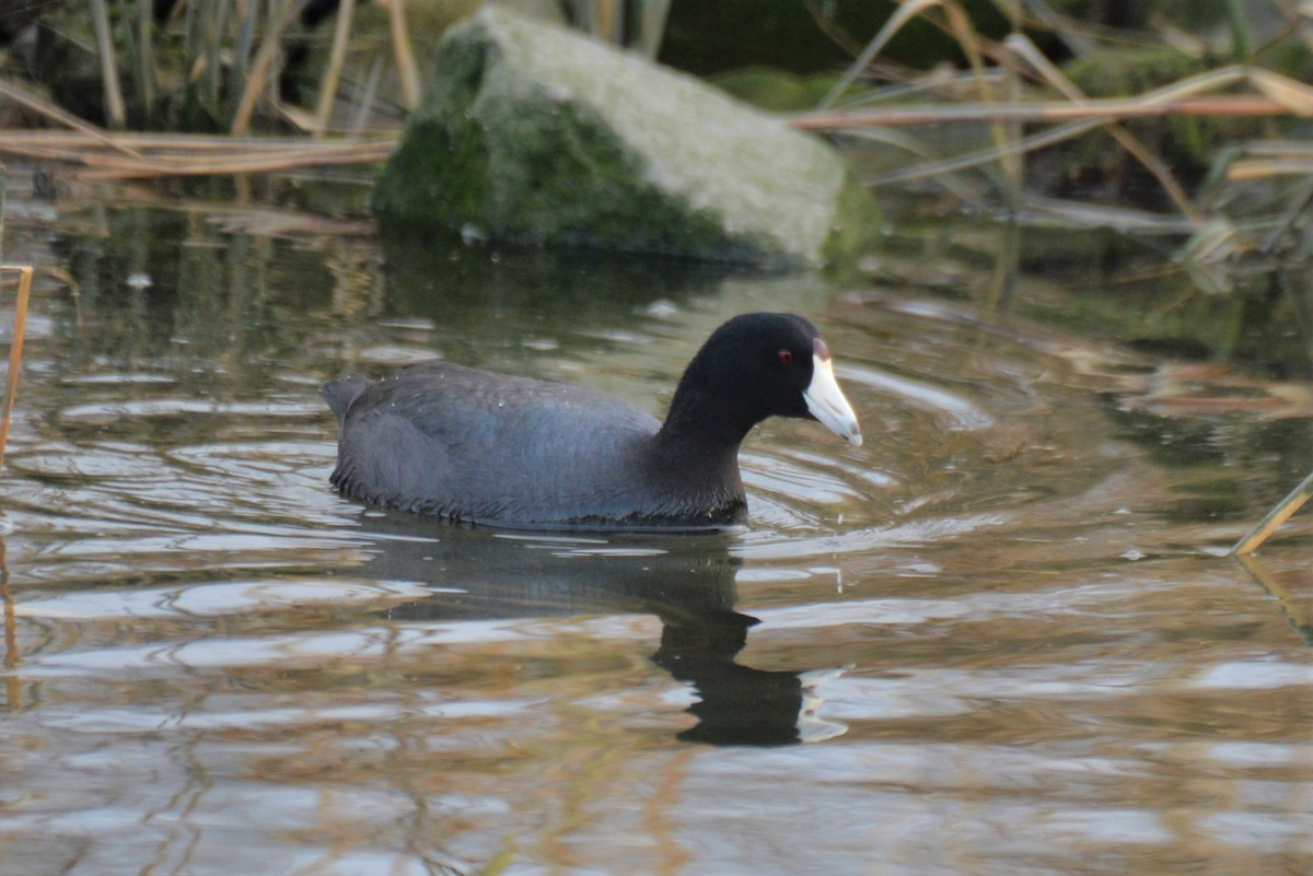 American Coot (Red-shielded) - Brian Ahern-Wilson