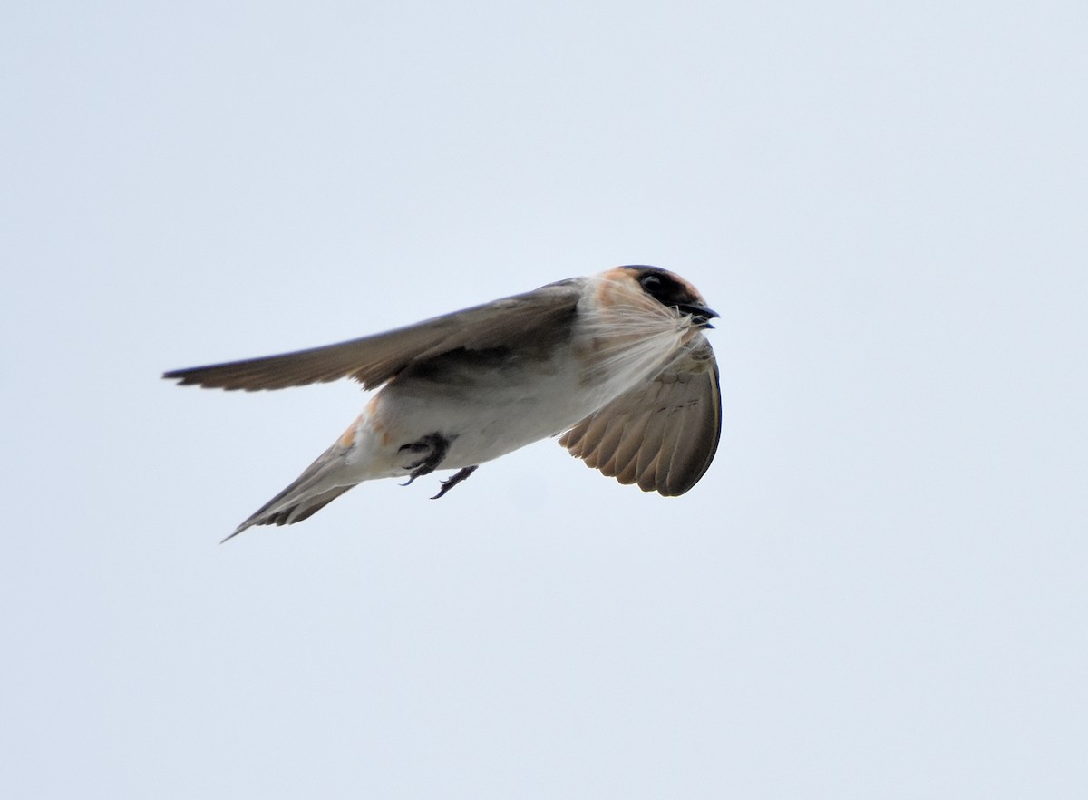 Cave Swallow - ML445632451