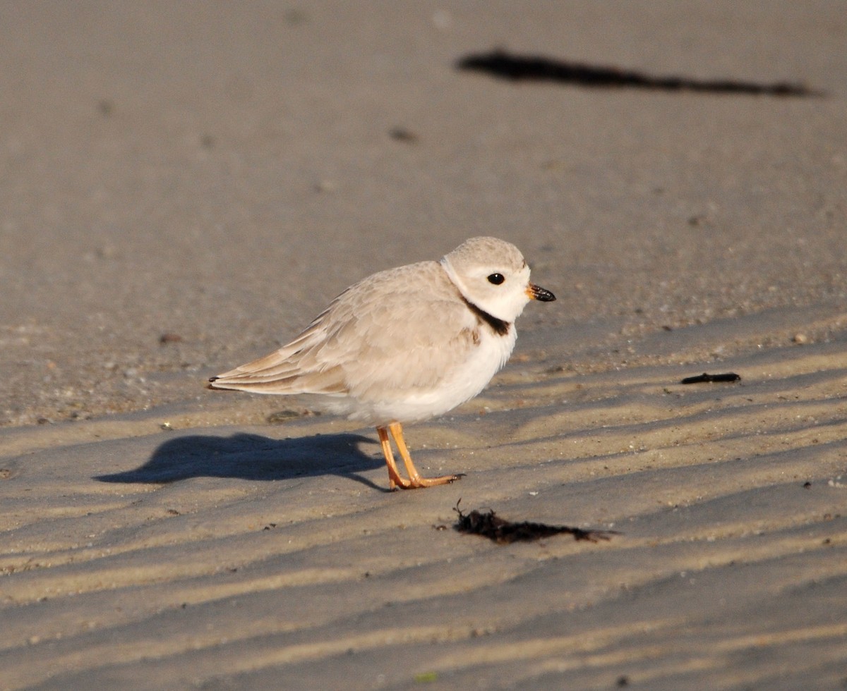 Piping Plover - ML445639021