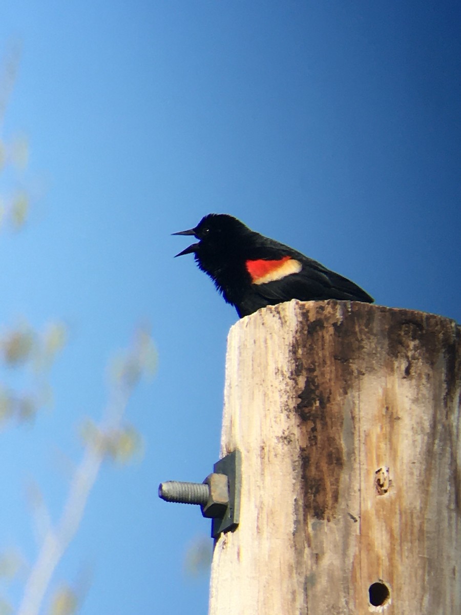 Red-winged Blackbird - ML445641361