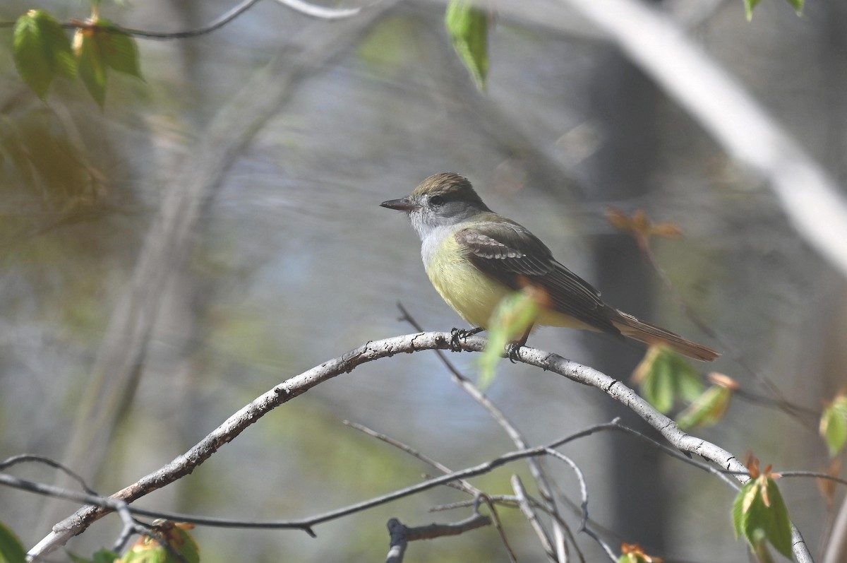 Great Crested Flycatcher - ML445642241