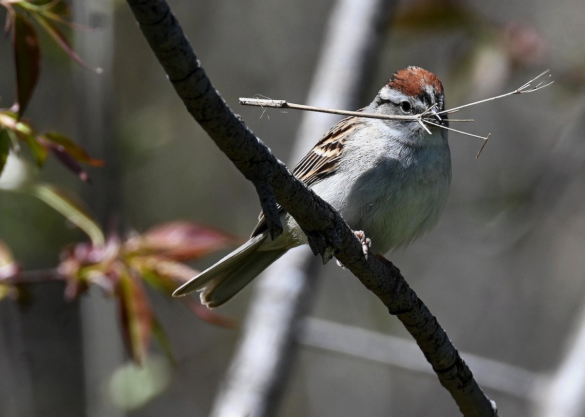 Chipping Sparrow - ML445643631