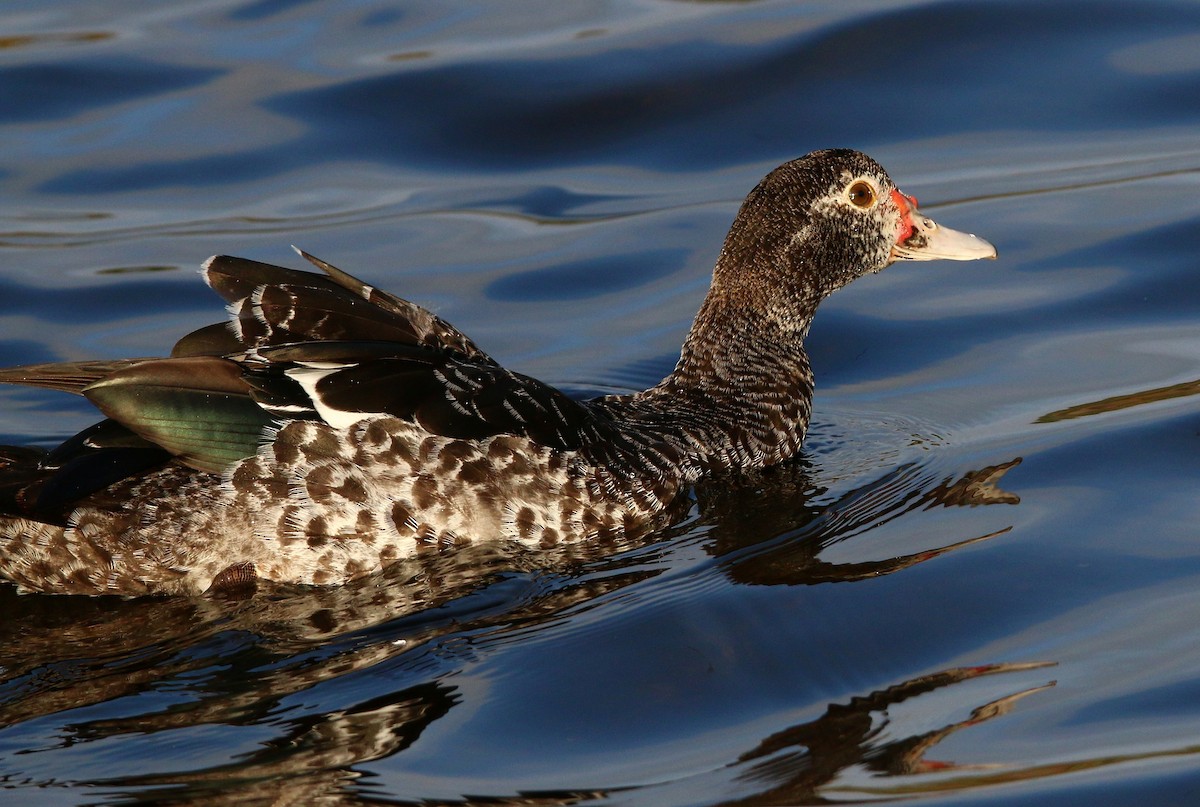 Muscovy Duck (Domestic type) - ML44564781