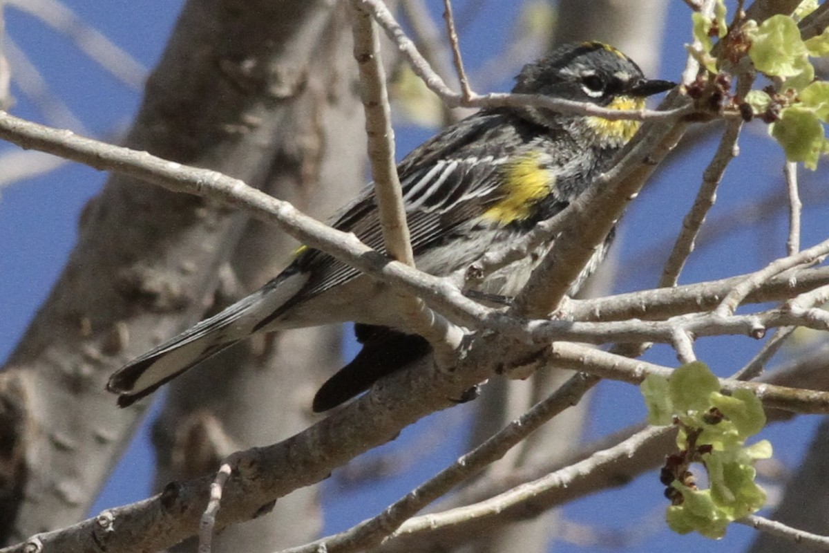 Yellow-rumped Warbler (Myrtle x Audubon's) - ML445651671