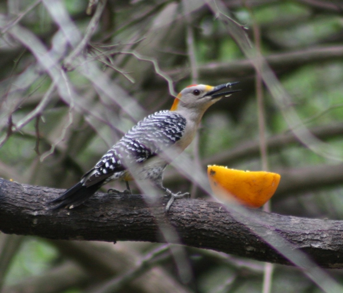 Golden-fronted Woodpecker - ML44565841