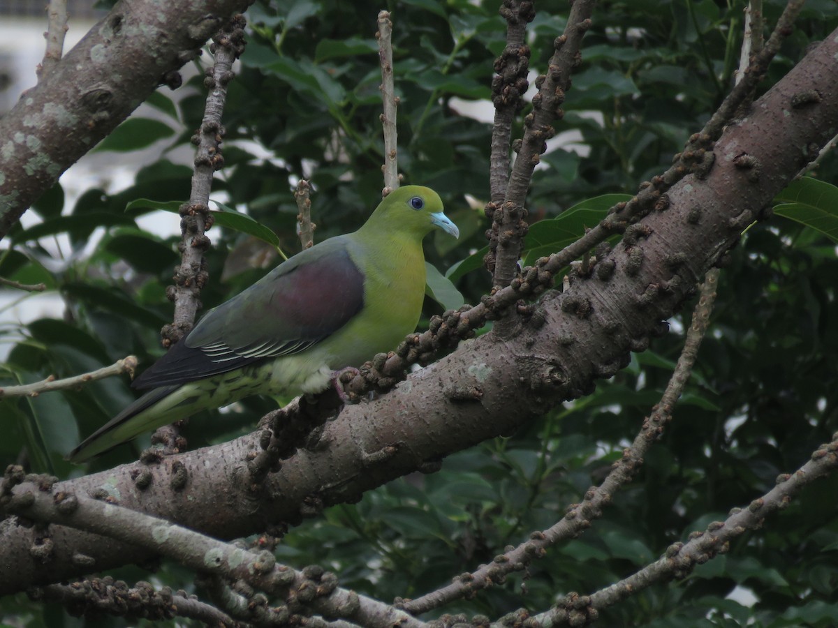 White-bellied Green-Pigeon - ML445660401