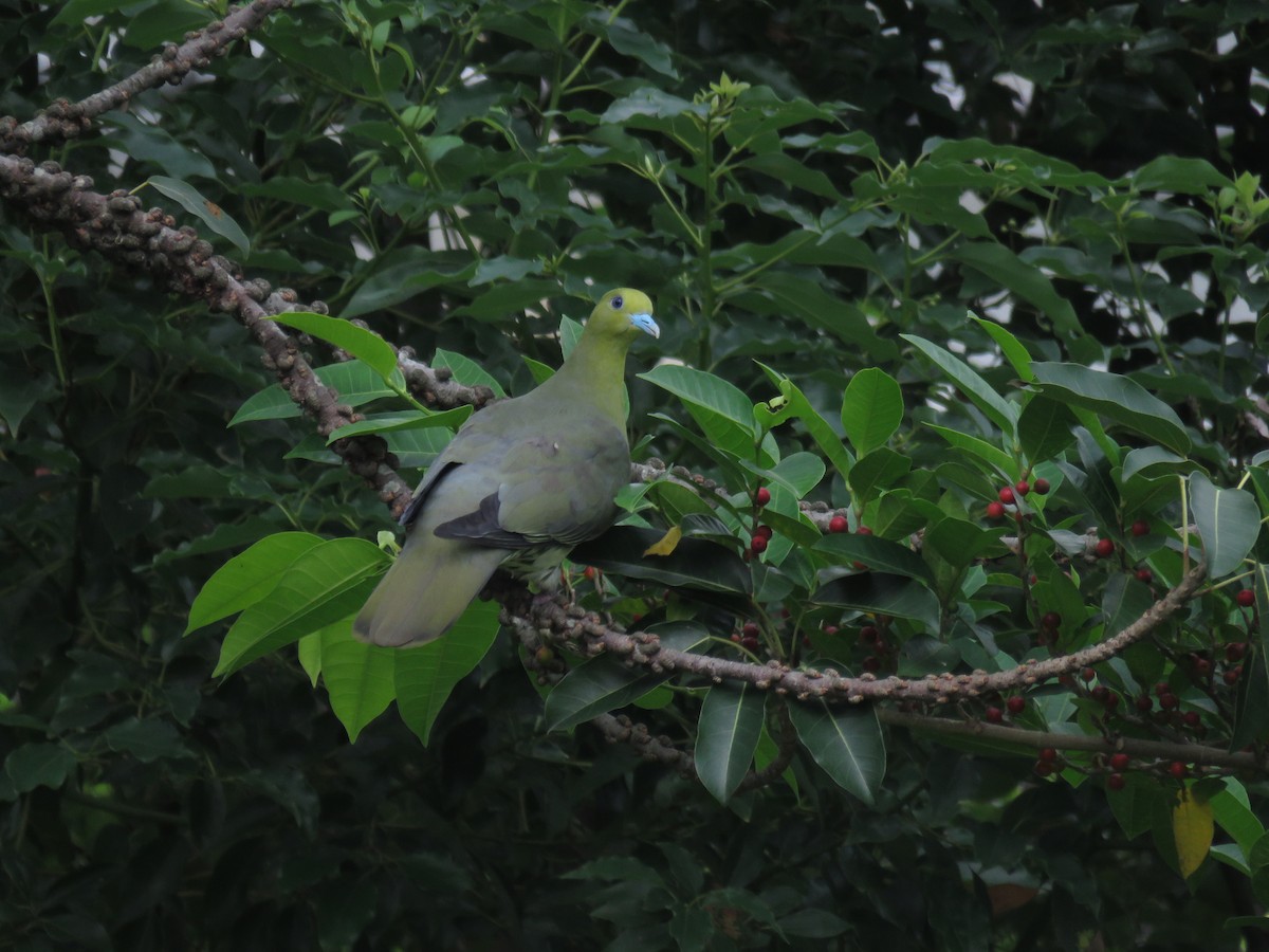 White-bellied Green-Pigeon - ML445660421