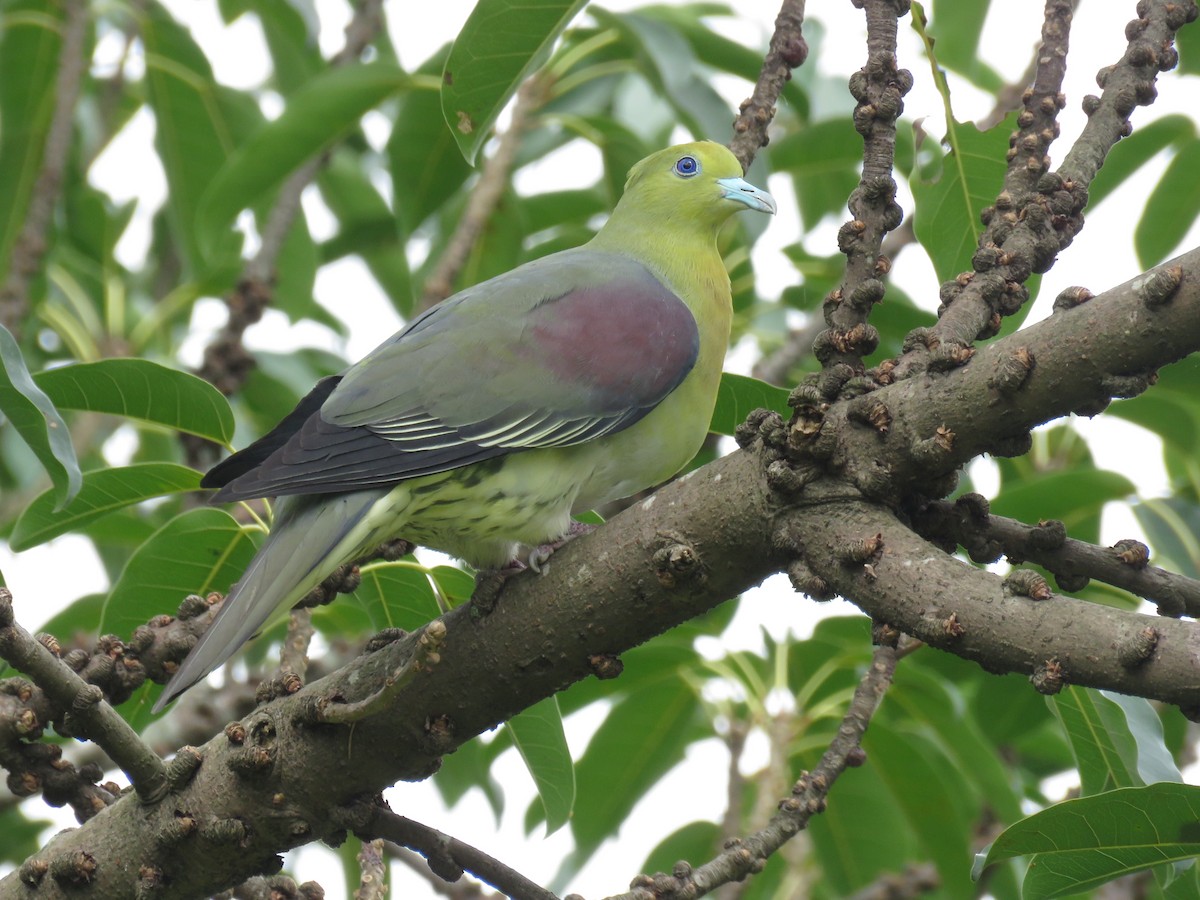 White-bellied Green-Pigeon - ML445660431