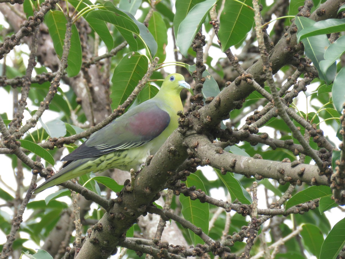White-bellied Green-Pigeon - ML445660441