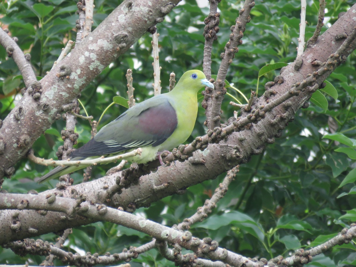 White-bellied Green-Pigeon - ML445660451