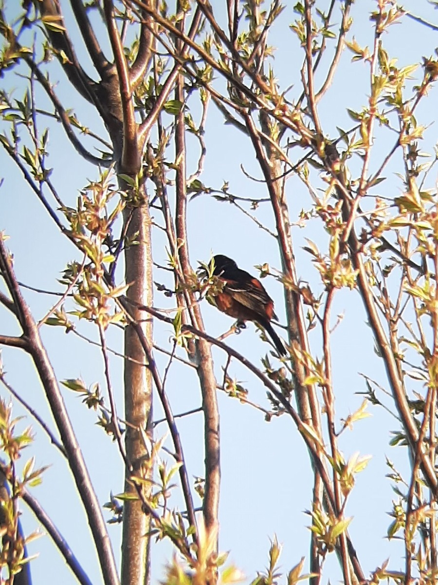 Orchard Oriole - ML445664541