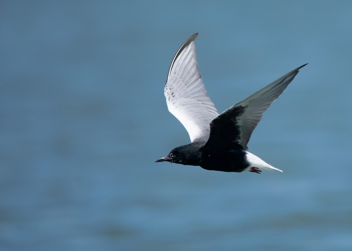 White-winged Tern - ML445672071
