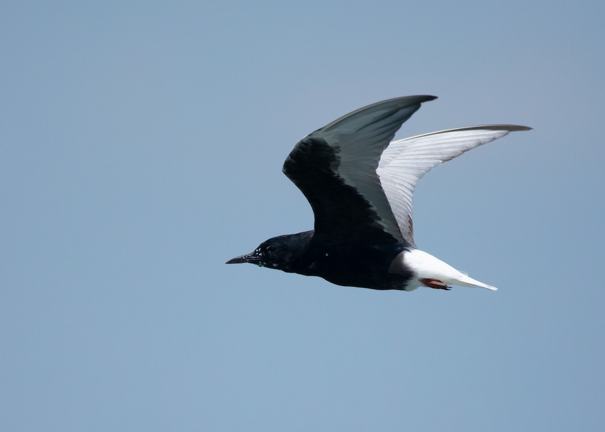 White-winged Tern - ML445672111