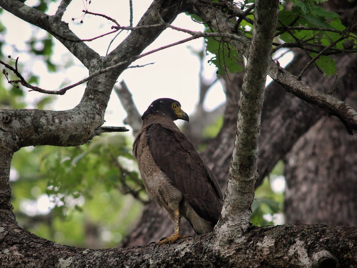 Crested Serpent-Eagle - ML445678321