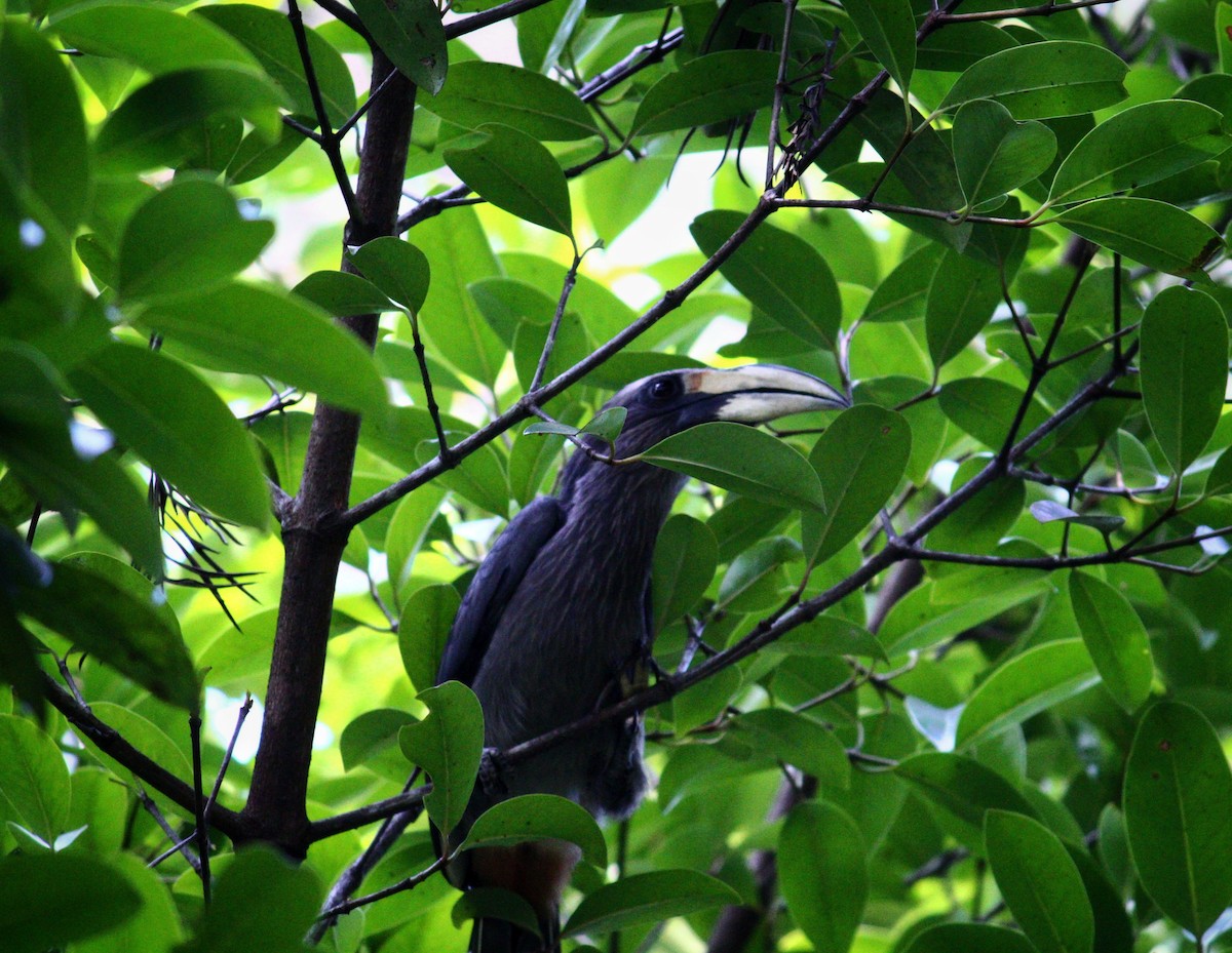 Malabar Gray Hornbill - Shreyan M L
