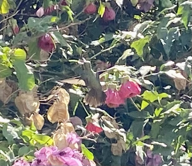 Gilded Hummingbird - ML445679581