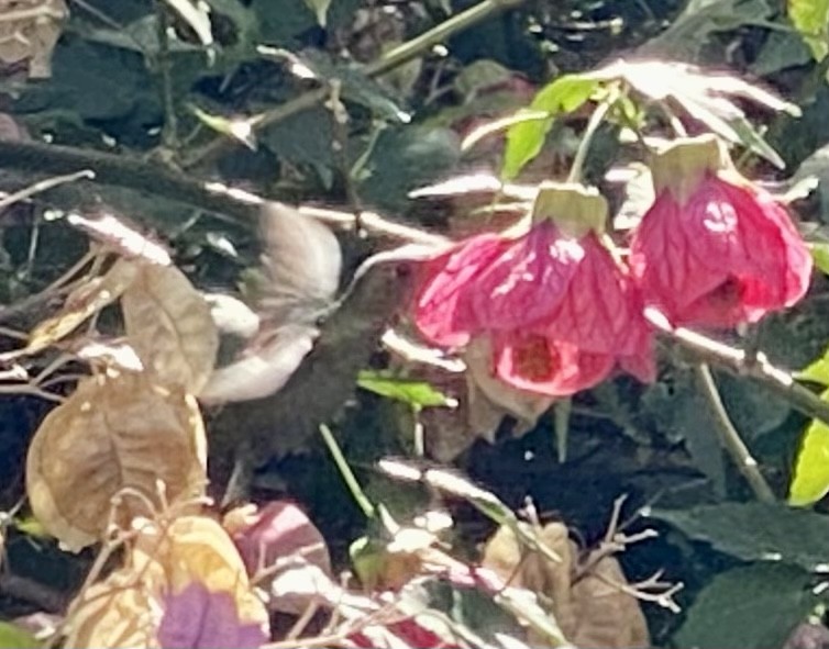 Gilded Hummingbird - ML445679591