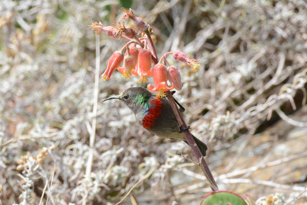 Southern Double-collared Sunbird - ML44568861