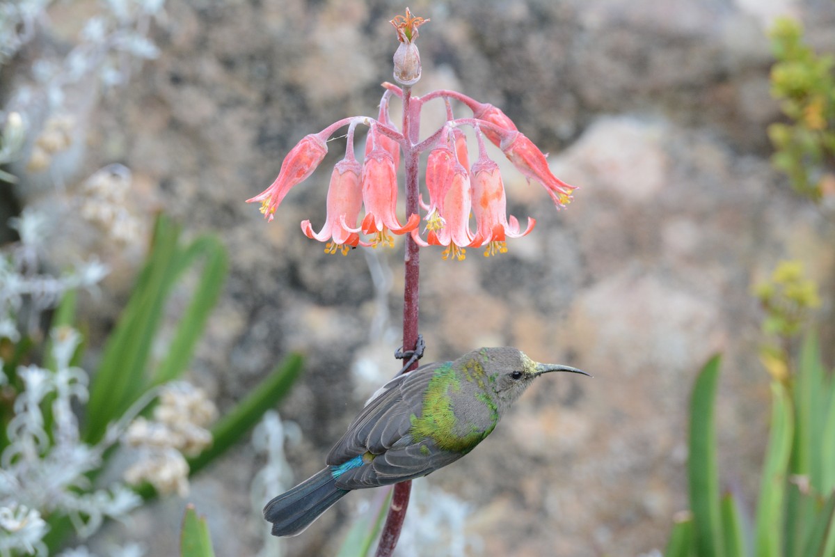 Southern Double-collared Sunbird - ML44568871