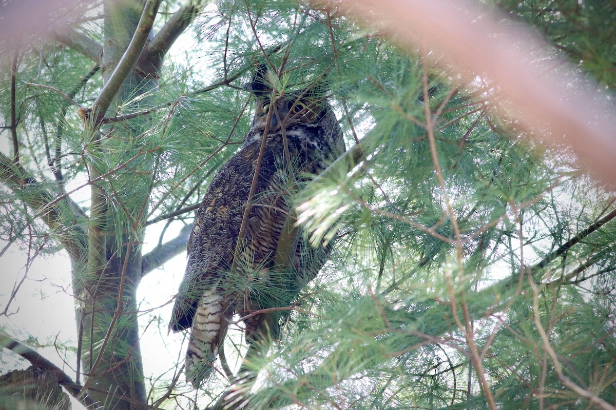 Great Horned Owl - ML445695971