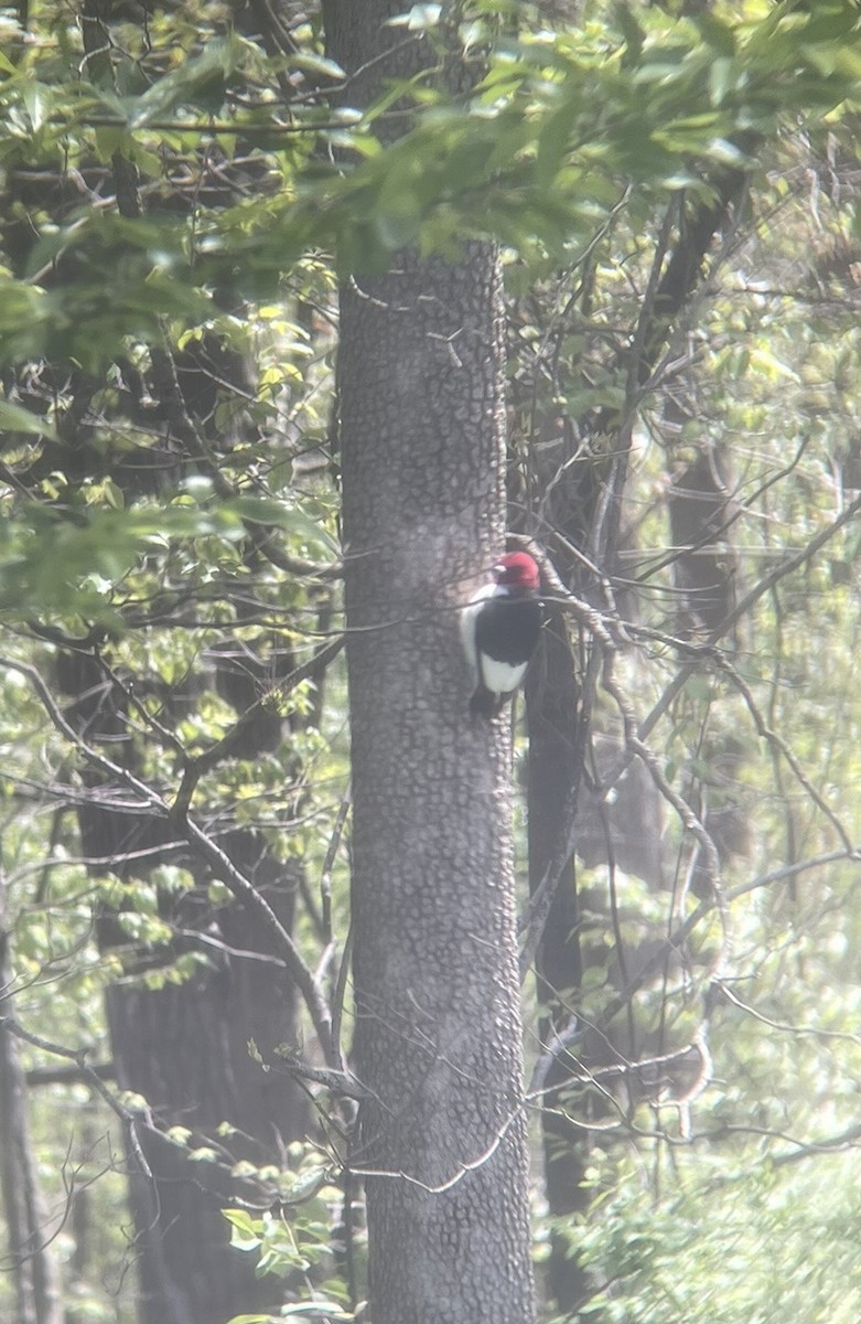 Red-headed Woodpecker - ML445697221