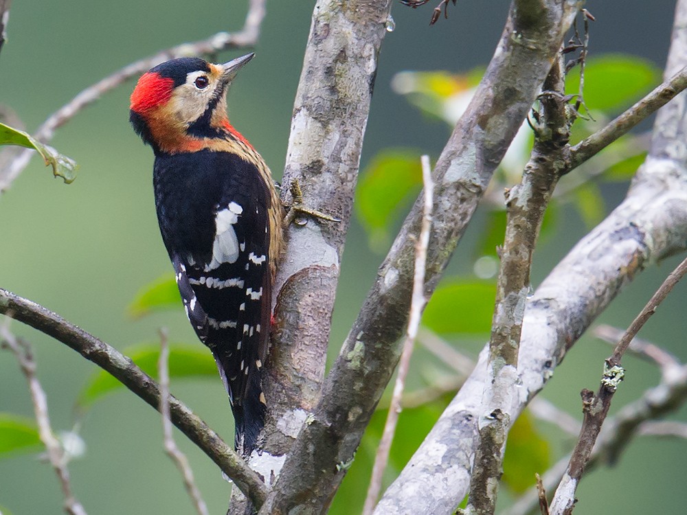 Necklaced Woodpecker - ML44570271