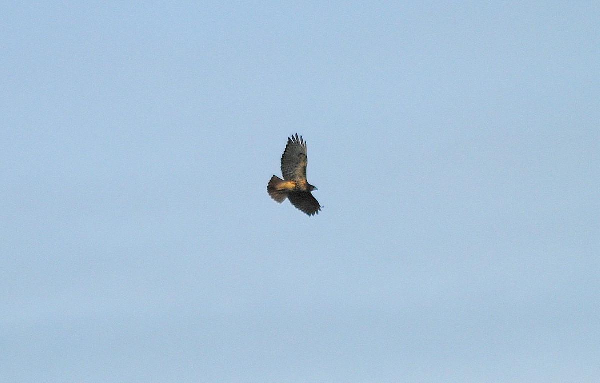 Red-tailed Hawk - Mac Williams