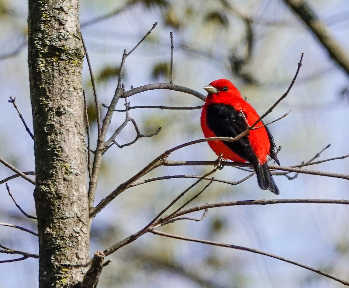 Scarlet Tanager - ML445714081