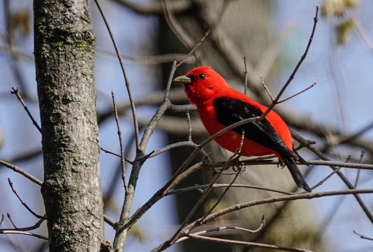 Scarlet Tanager - ML445714091