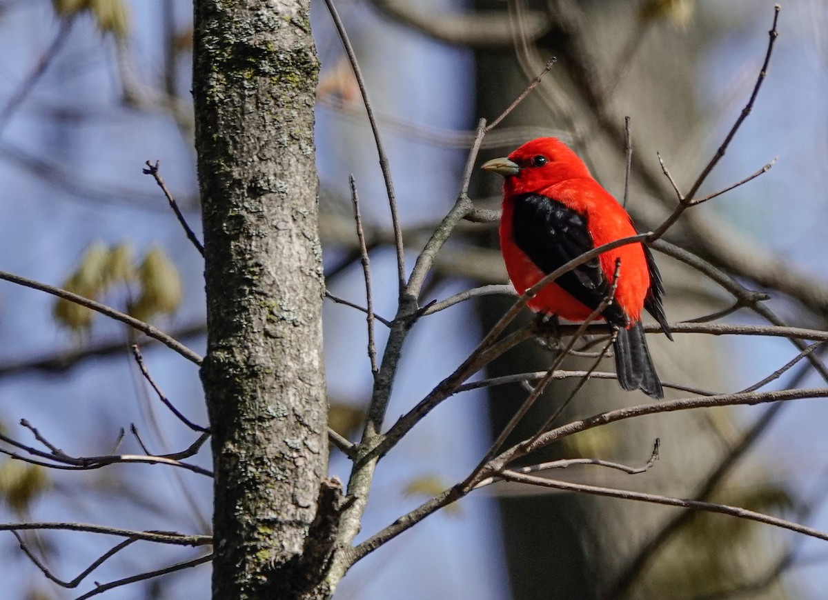 Scarlet Tanager - ML445714101