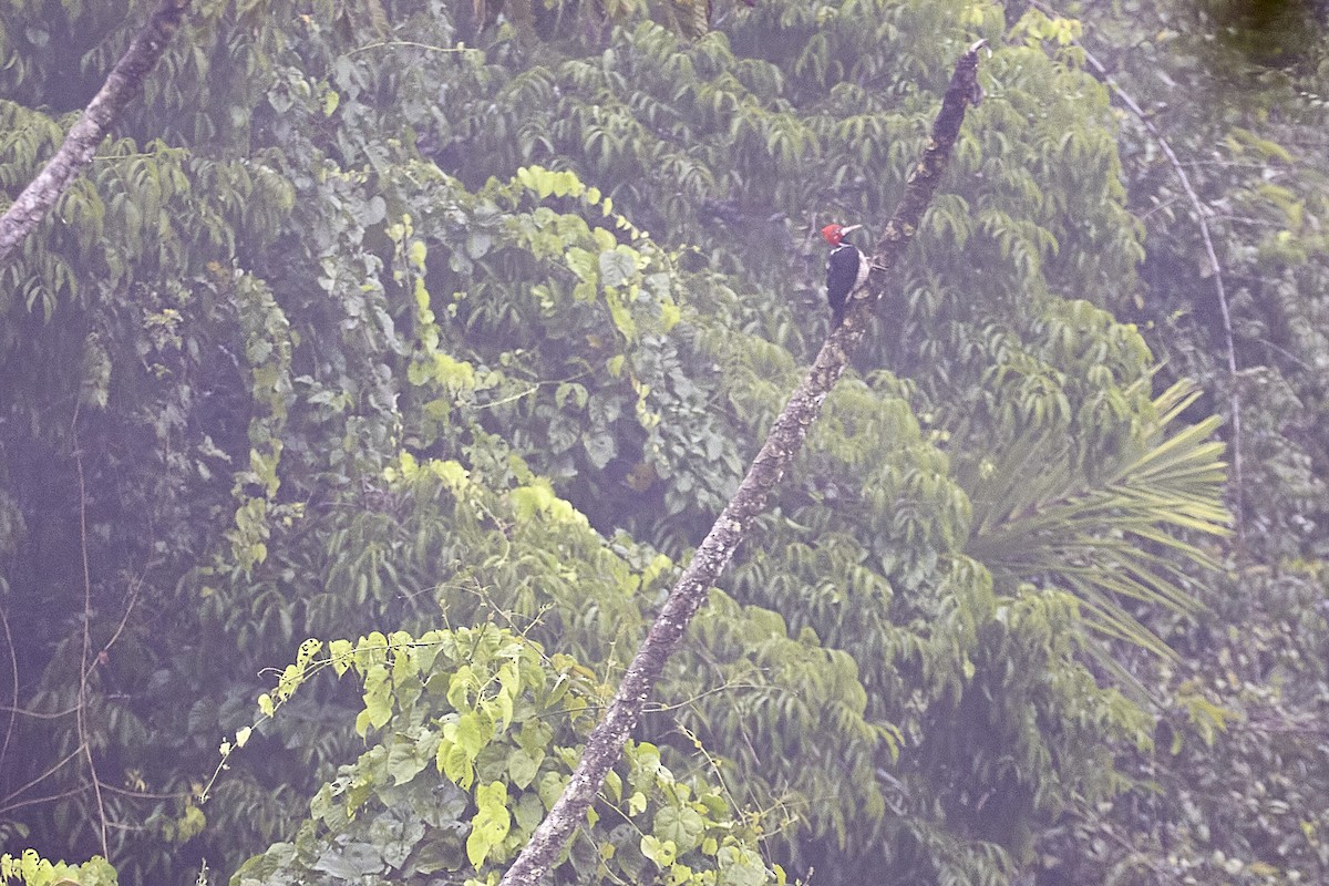 Crimson-crested Woodpecker - ML445720171