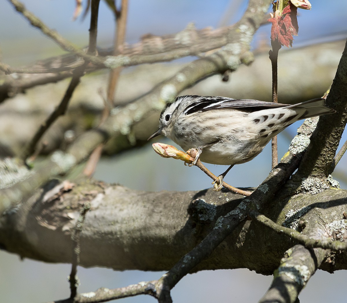 Black-and-white Warbler - ML445721771