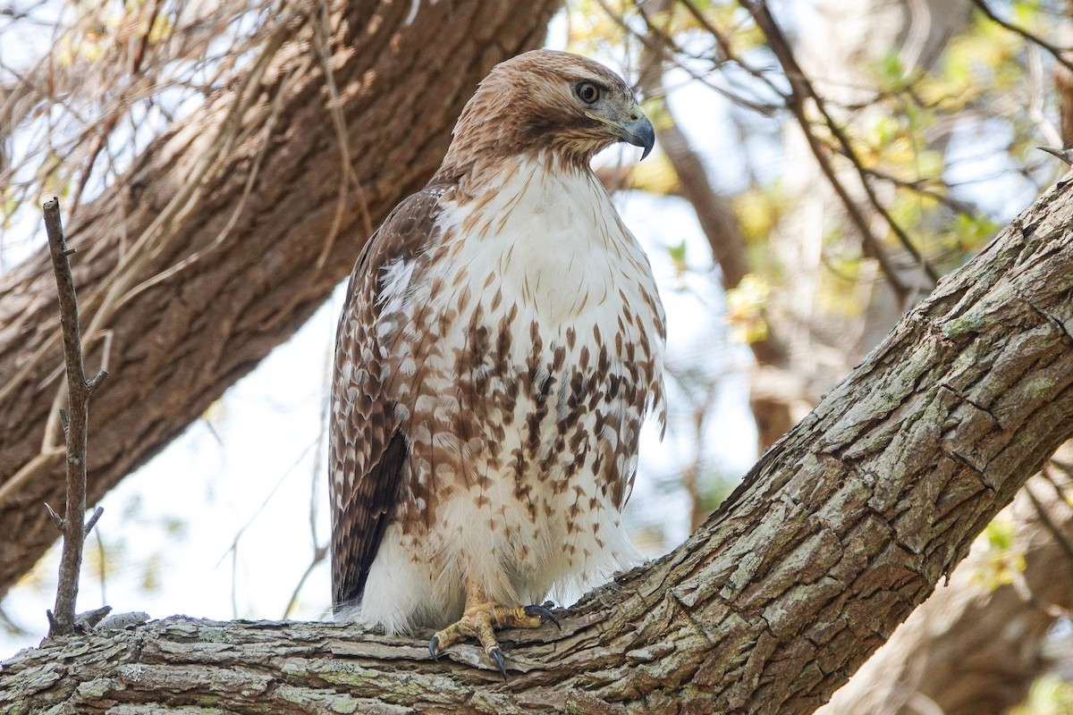 Red-tailed Hawk - ML445722951