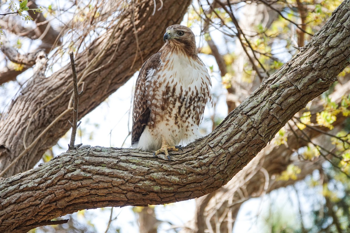 Red-tailed Hawk - ML445723001