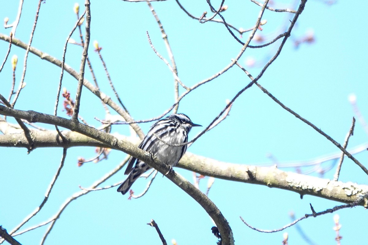 Black-and-white Warbler - ML445728101