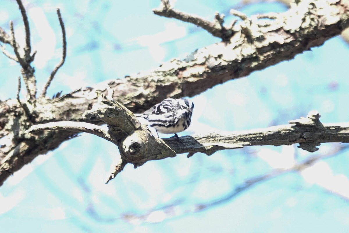 Black-and-white Warbler - ML445728121