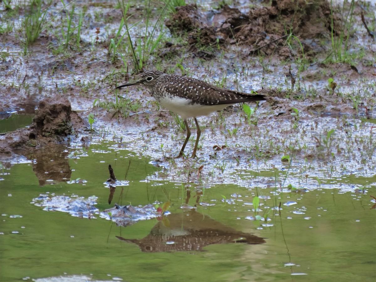 Solitary Sandpiper - Stollery & Flood