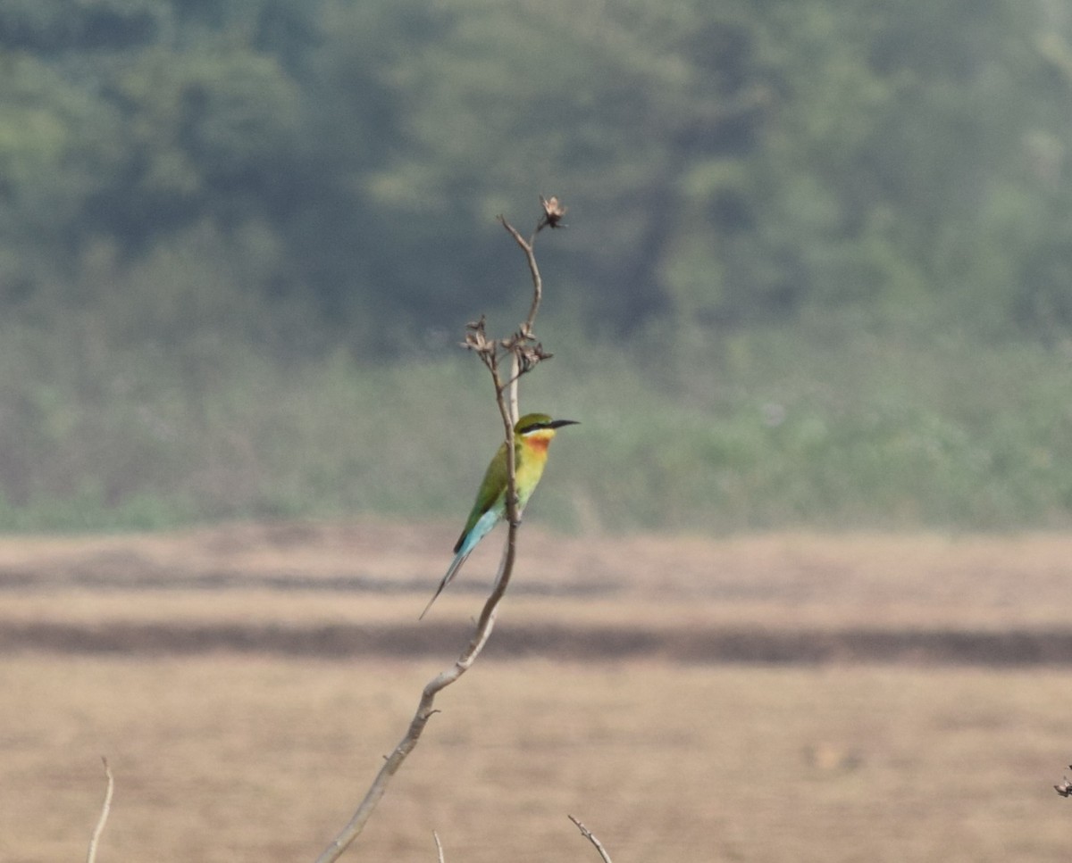 Blue-tailed Bee-eater - Siva T