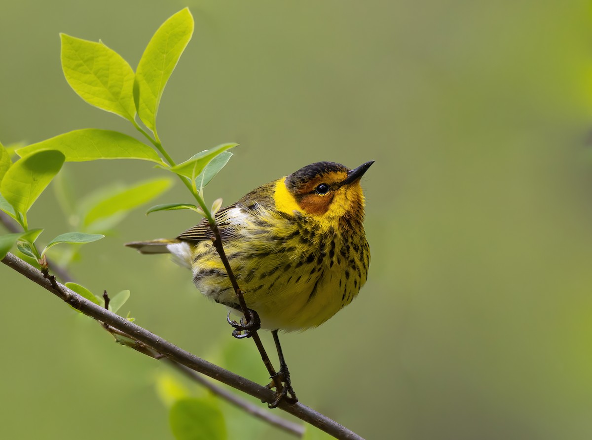 Cape May Warbler - ML445737331