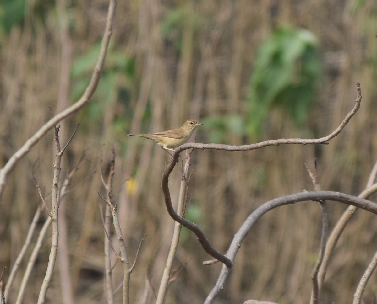 Blyth's Reed Warbler - Siva T
