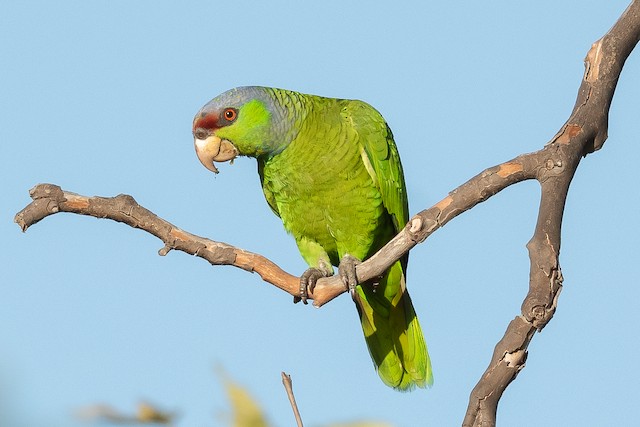 Possible confusion species: Lilac-crowned Parrot (<em class="SciName notranslate">Amazona finschi</em>). - Lilac-crowned Parrot - 